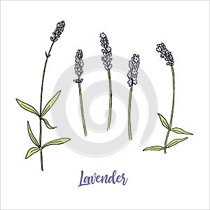 Lavender flowers colored sketch style. steem and head in bloom. Bunch of purple Lavandula flowers. Ink pen. Vector illustration