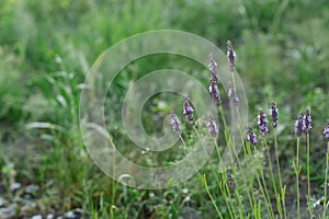 Lavender flowers in countryside garden. Lavender blooming in sunny summer meadow. Biodiversity and landscaping garden flower beds