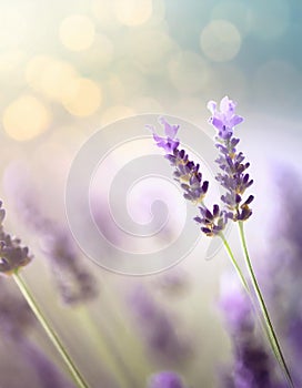 Lavender flowers detail in field with blurred background