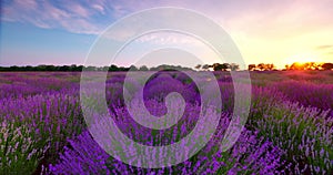Lavender flowers in endless rows of blooming field in during scenic sunset