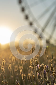Lavender flowers with a Ferris wheel at the back photo