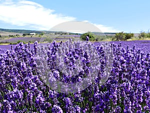 Lavender flowers in the field, closeup. Provence, France