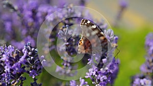 Lavender flowers in a field and flying butterfly video