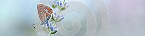 Lavender flowers in field. Pollination with butterfly and lavender with sunshine, sunny lavender. Soft focus, blurred background