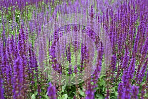 Lavender flowers field side view with bokeh effect. Lavandula augustifolia