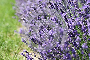 Lavender flowers in field. Soft focus, close-up macro image with blurred background.