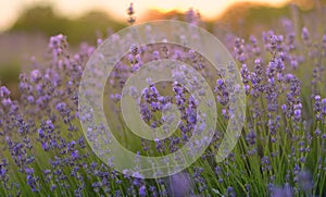 Lavender flowers field at sunset closeup. Lavender violet background