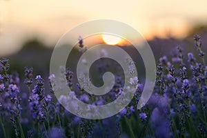 Lavender flowers field at sunset closeup. Lavender violet background