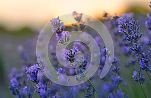 Lavender flowers field at sunset closeup. Lavender violet background
