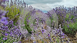 Lavender flowers in a field under cloudy sky