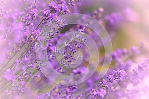 Lavender flowers in flower garden