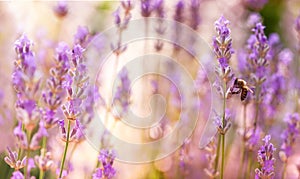 Lavender flowers in flower garden