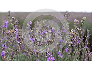 Lavender flowers during flowering