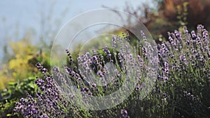Lavender flowers on the foreground. Lavender bush in the garden. The aromatic French Provence lavender grows on hill
