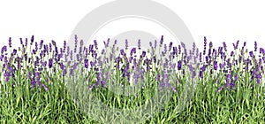 Lavender flowers Fresh lavender plants isolated white background