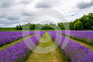 Lavender flowers in full bloom in door County Wisconsin