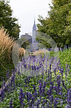 Lavender Flowers at Gantry Plaza State Park in Long Island City Queens New York with a Midtown Manhattan Skyline View