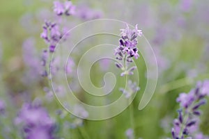 Lavender flowers in garden