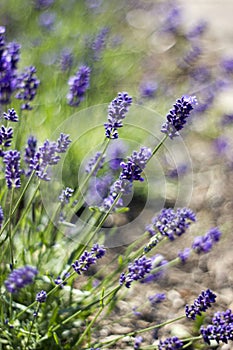 lavender flowers in the garden