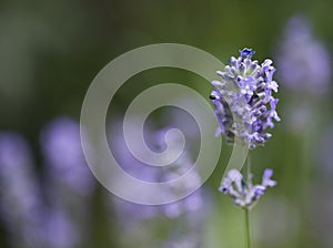 Lavender flowers in a garden in July