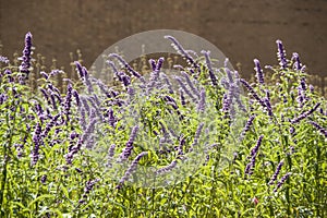 Lavender flowers in a garden in the summer.