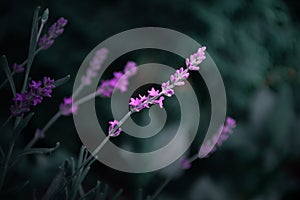 Lavender flowers in gorgeus soft mood