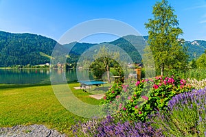 Lavender flowers on green grass on shore of Weissensee alpine lake in summer landscape, Austria