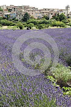 Lavender flowers growing provence fields france