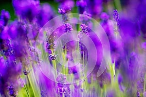 Lavender Flowers growing in spring