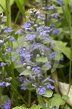 Lavender flowers of heal-all or Prunella, in New Hampshire.