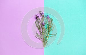 Lavender flowers herb leaves turquoise lila background Floral banner photo