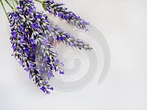 Lavender flowers isolated on a cream white wooden background