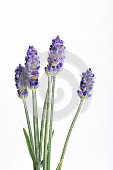 Lavender flowers isolated over white background