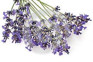 Lavender flowers isolated on white photo