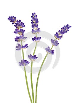 Lavanda 