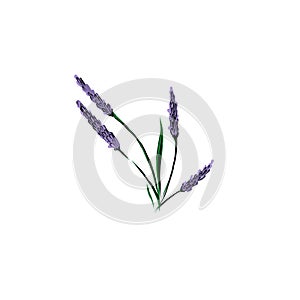 Lavender flowers isolated on white background. 