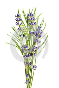 Lavender flowers isolated on white background