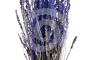 Lavender flowers isolated on white background. Bouquet of dried blue lavender stems