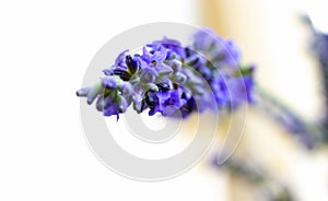 Lavender flowers isolated on a white background. close-up