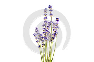 Lavender flowers isolated on white background. Close up. Space for text