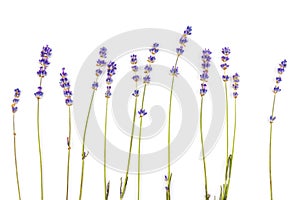 Lavender flowers isolated on white background. Close up. Space for text