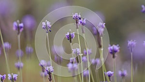 Lavender flowers landscape close up abstract soft focus natural background