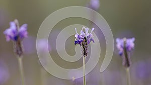 Lavender flowers landscape close up abstract soft focus natural background