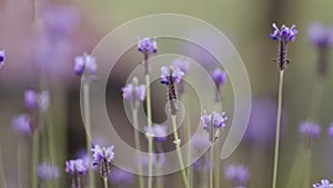 Lavender flowers landscape close up abstract soft focus natural background