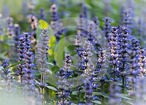 Lavender flowers lavandin, lavandula, picturesque, provence, scented, valensole, mountain