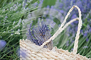 Lavender flowers in lavender field. summer purple lavender field. soft focus the field for background