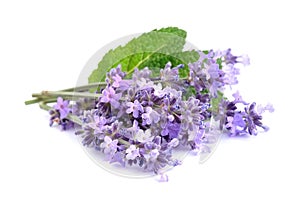 Lavender flowers with leaves photo