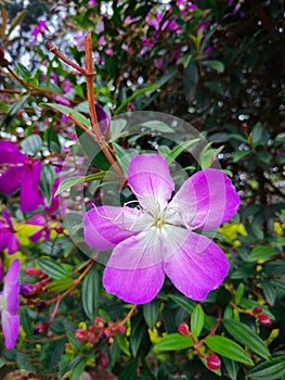 Lavender flowers lily lotus flowering plants rose bouquet petals drops dew raining blossom bloom