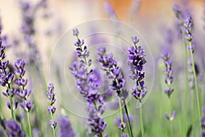 Lavender Flowers Macro