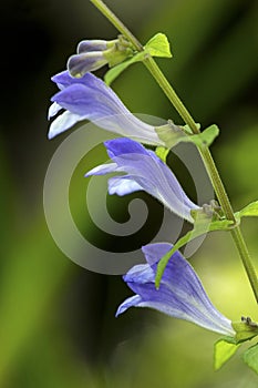 Lavender flowers of marsh skullcap in Sunapee, New Hampshire.